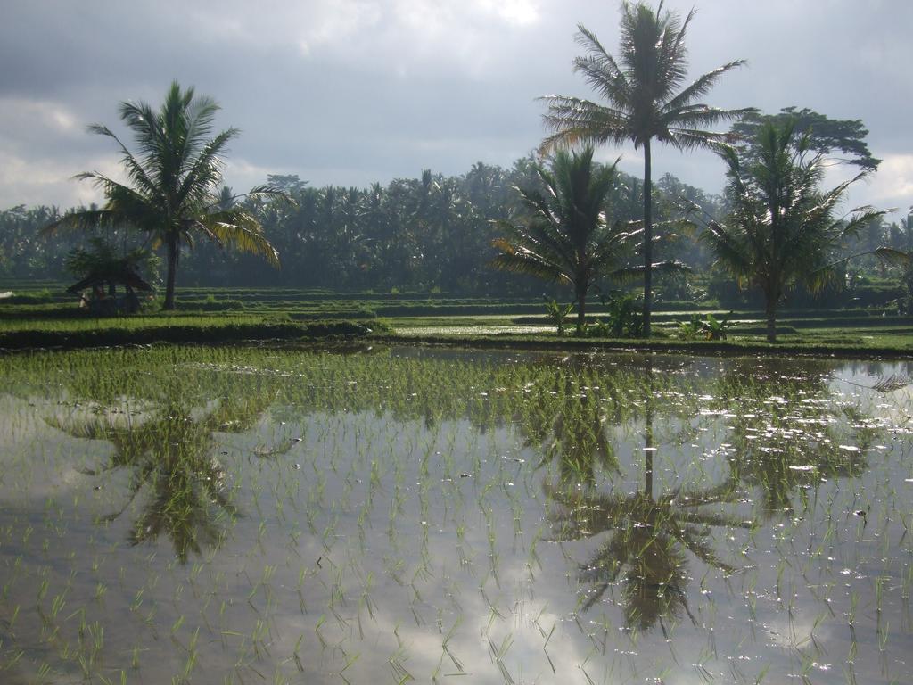 Puri Darma Agung Villa Ubud Exterior foto